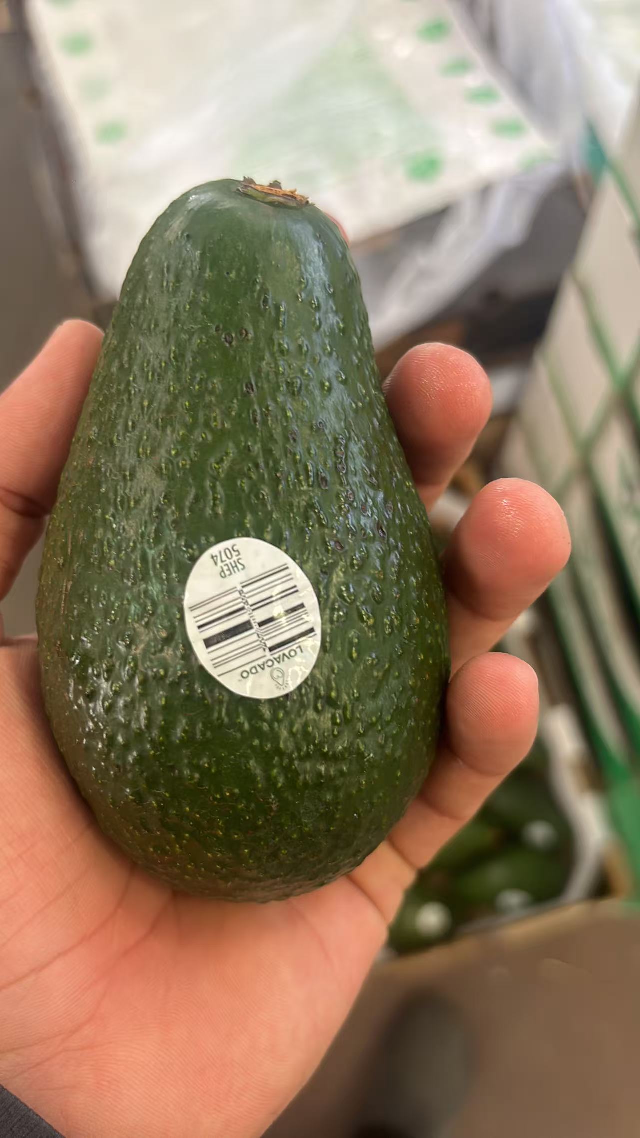 Japanese imported fruits for wholesale supply in Malaysia