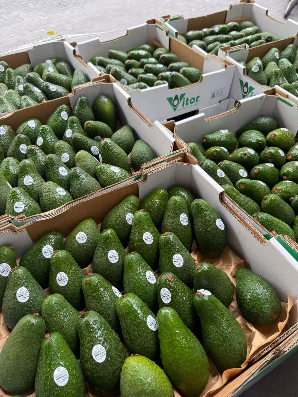 Premium shine muscat for fresh fruits KL delivery