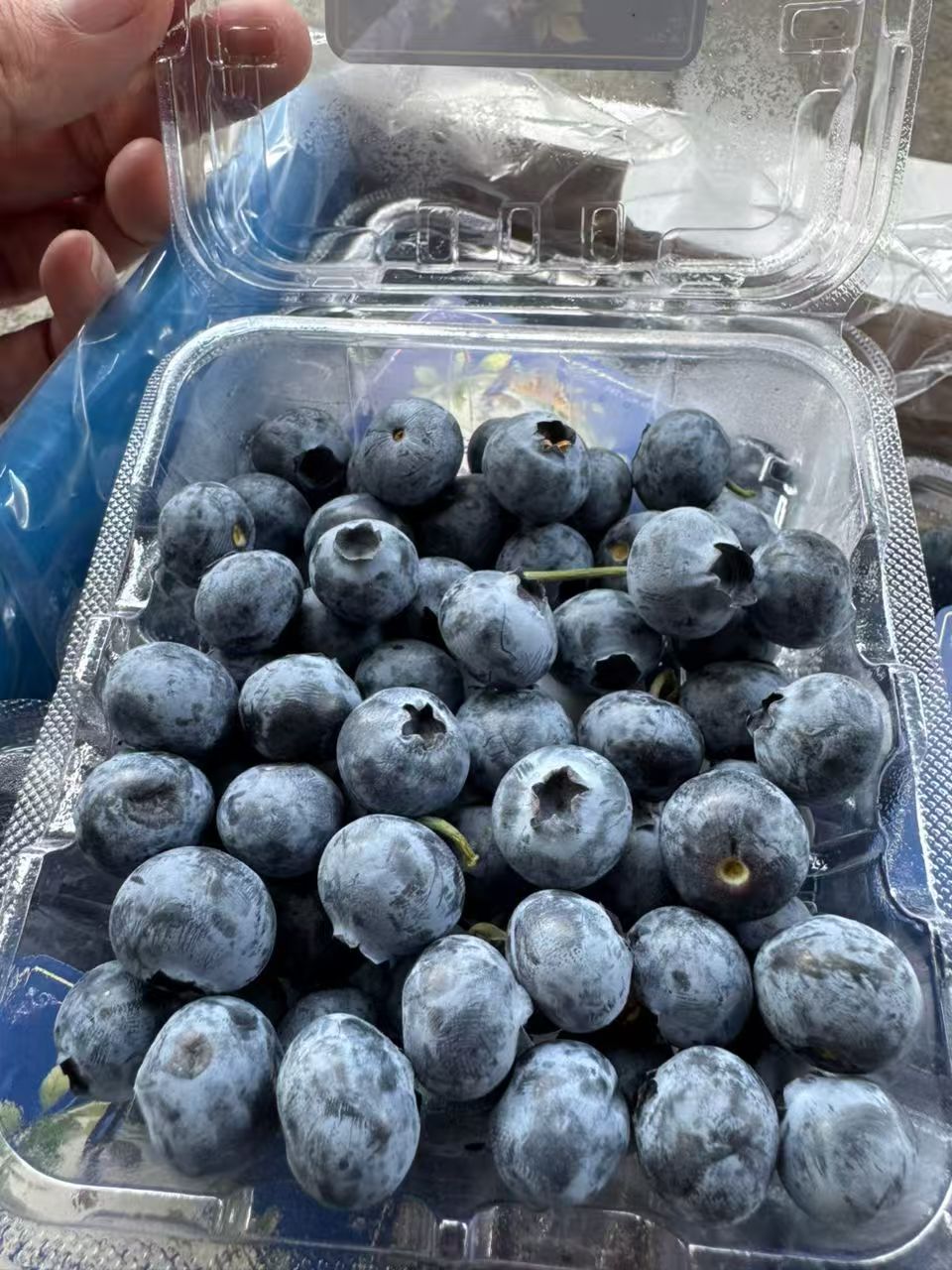 Local Fruits Malaysia